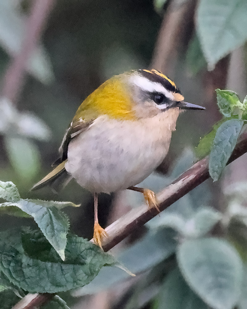 Firecrest